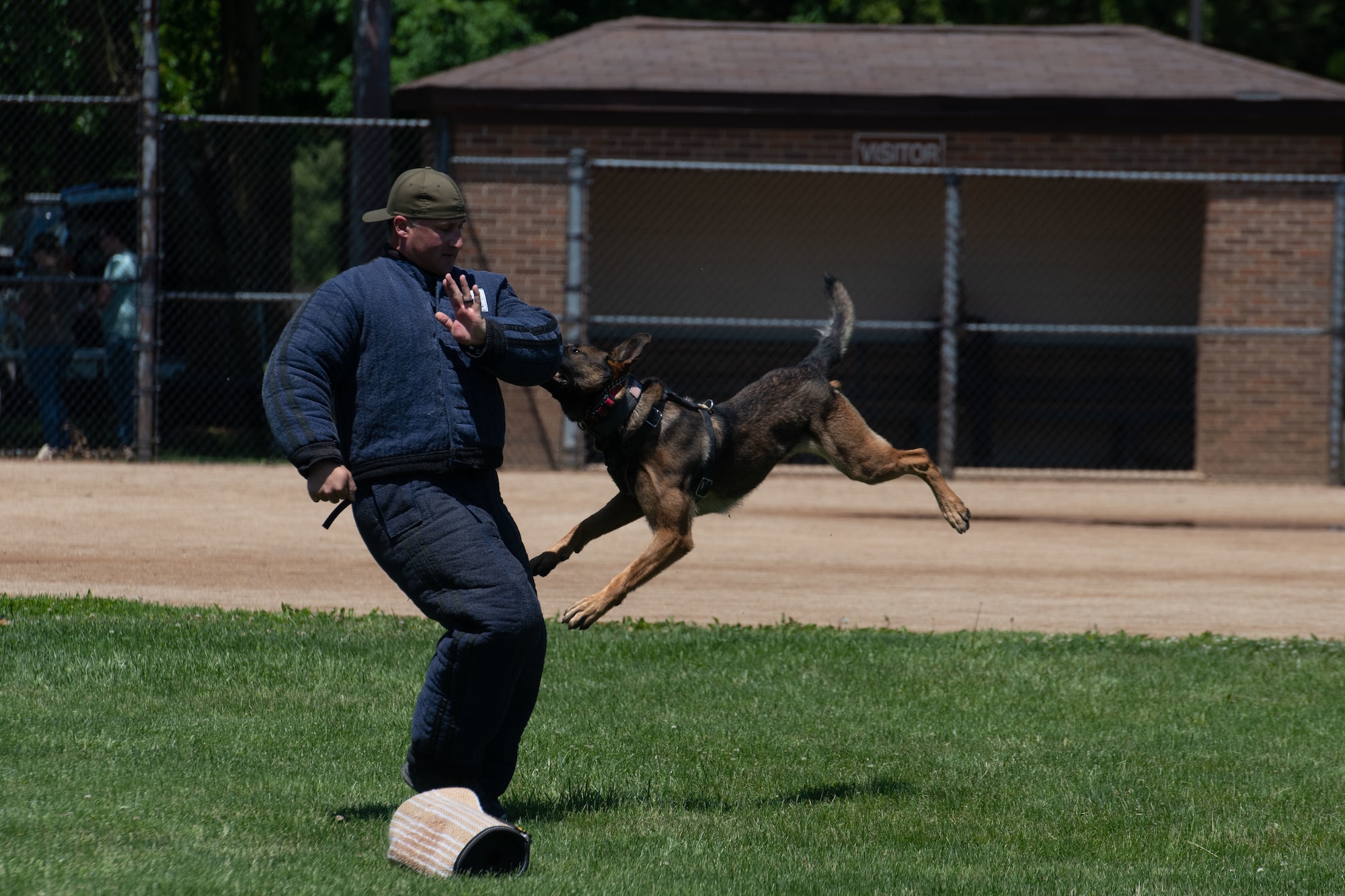 Working dog in training