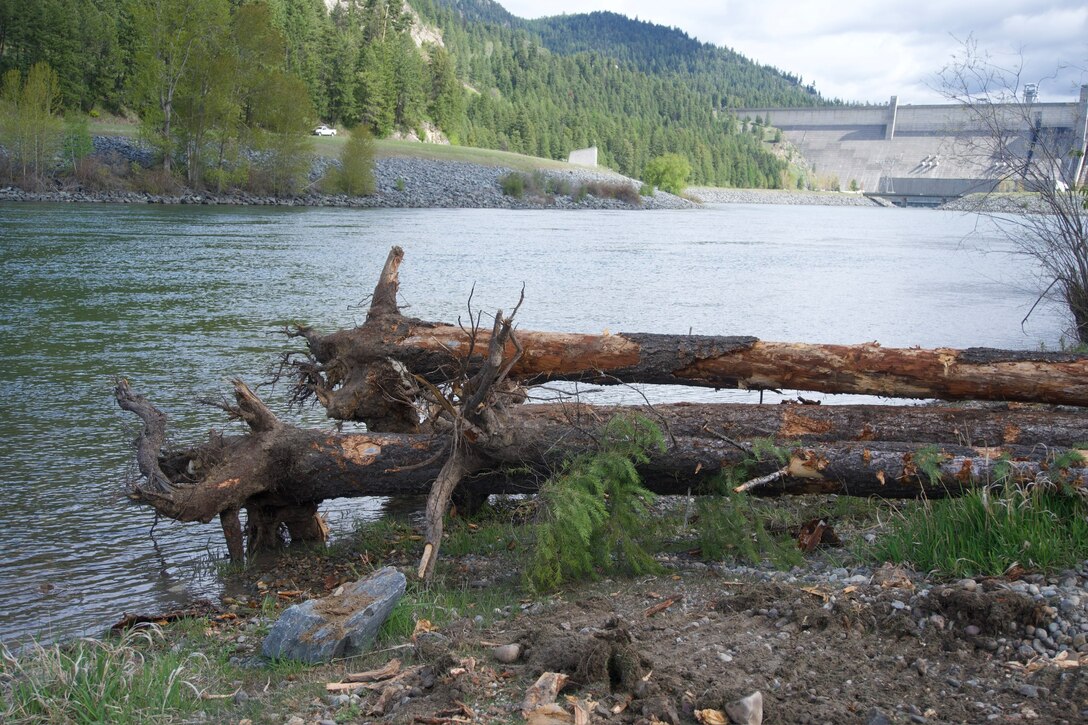 Photo of large logs placed at a bank of the Kootenai River, Montana.