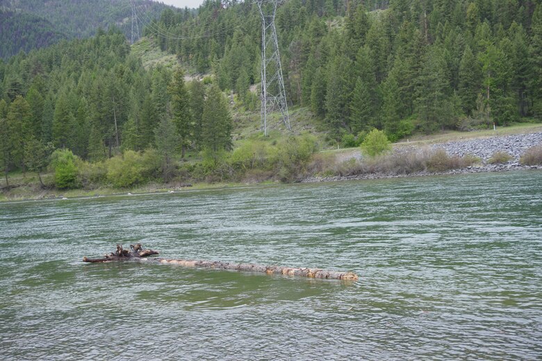 Photo of logs in a river