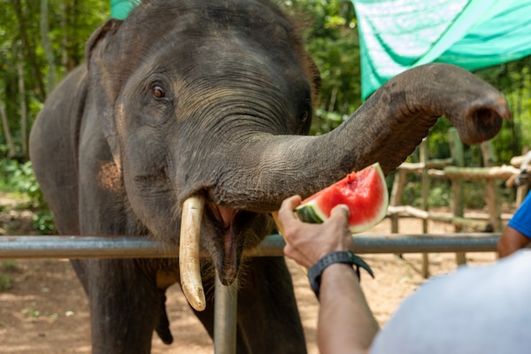 A civilian mariner with fleet replenishment oiler USNS Yukon (T-AO 202), feeds an elephant at the Pattaya Elephant Sanctuary, in Sattahip, Thailand, during a community outreach event, May 17, 2024. (U.S. Navy photo by Grady T. Fontana)