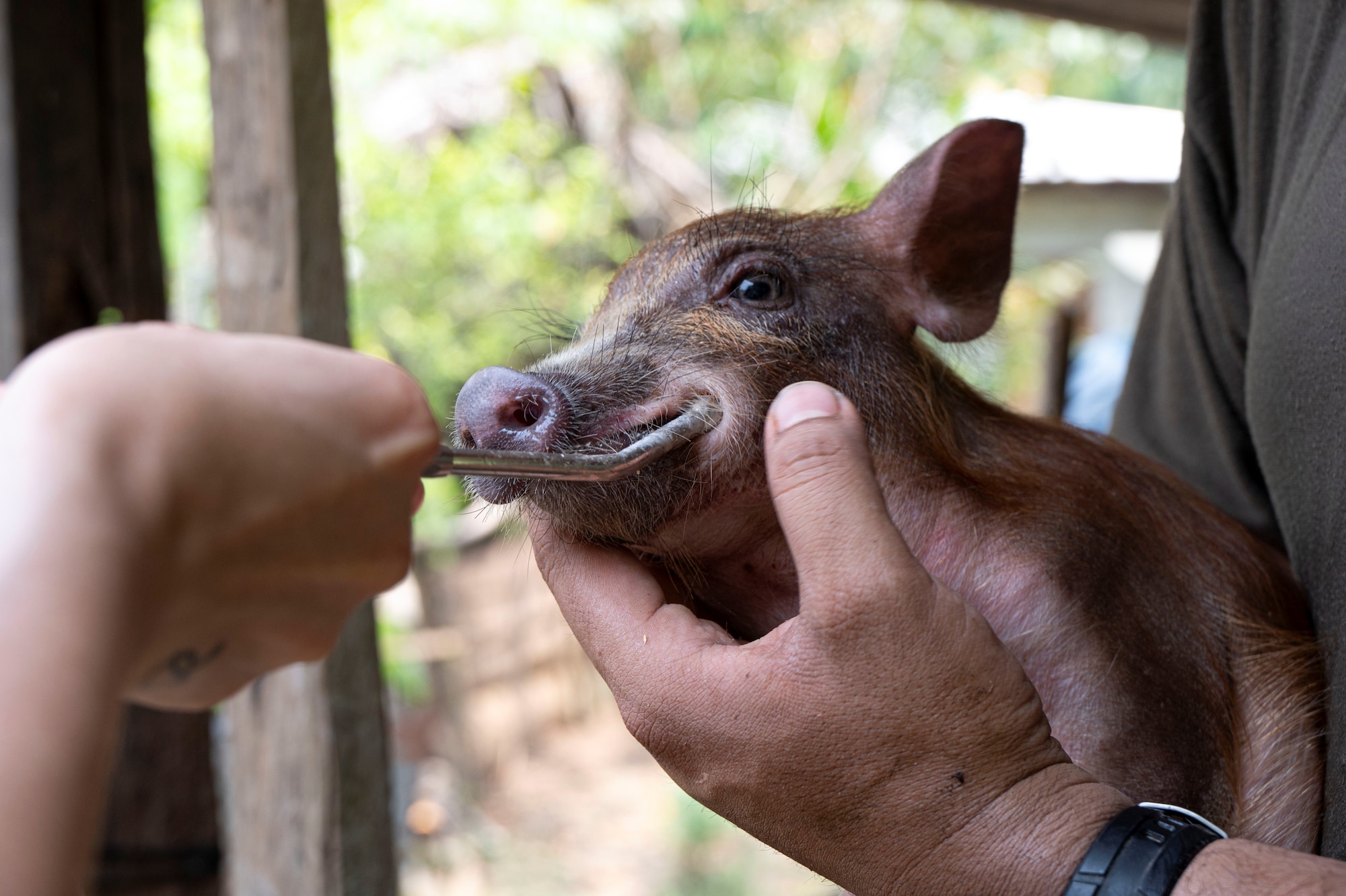 A photo of a pig getting vitamins.