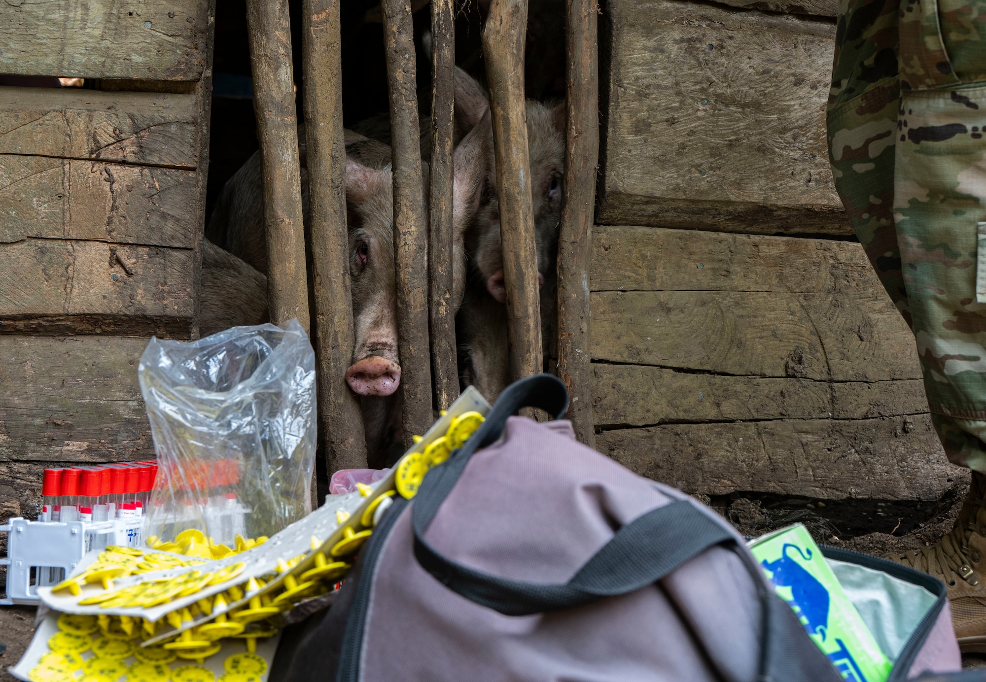 A photo of vet supplies in front of a pig pen where a pig is sticking it's nose between the slats.