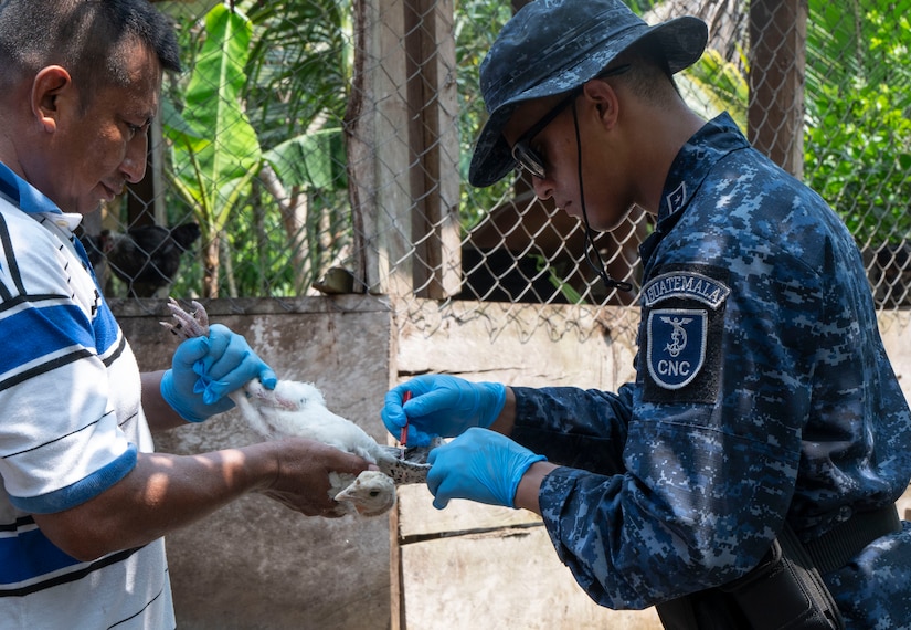 A photo of a person holding a chicken while a Guatemalan military member vaccinates it through the wing.