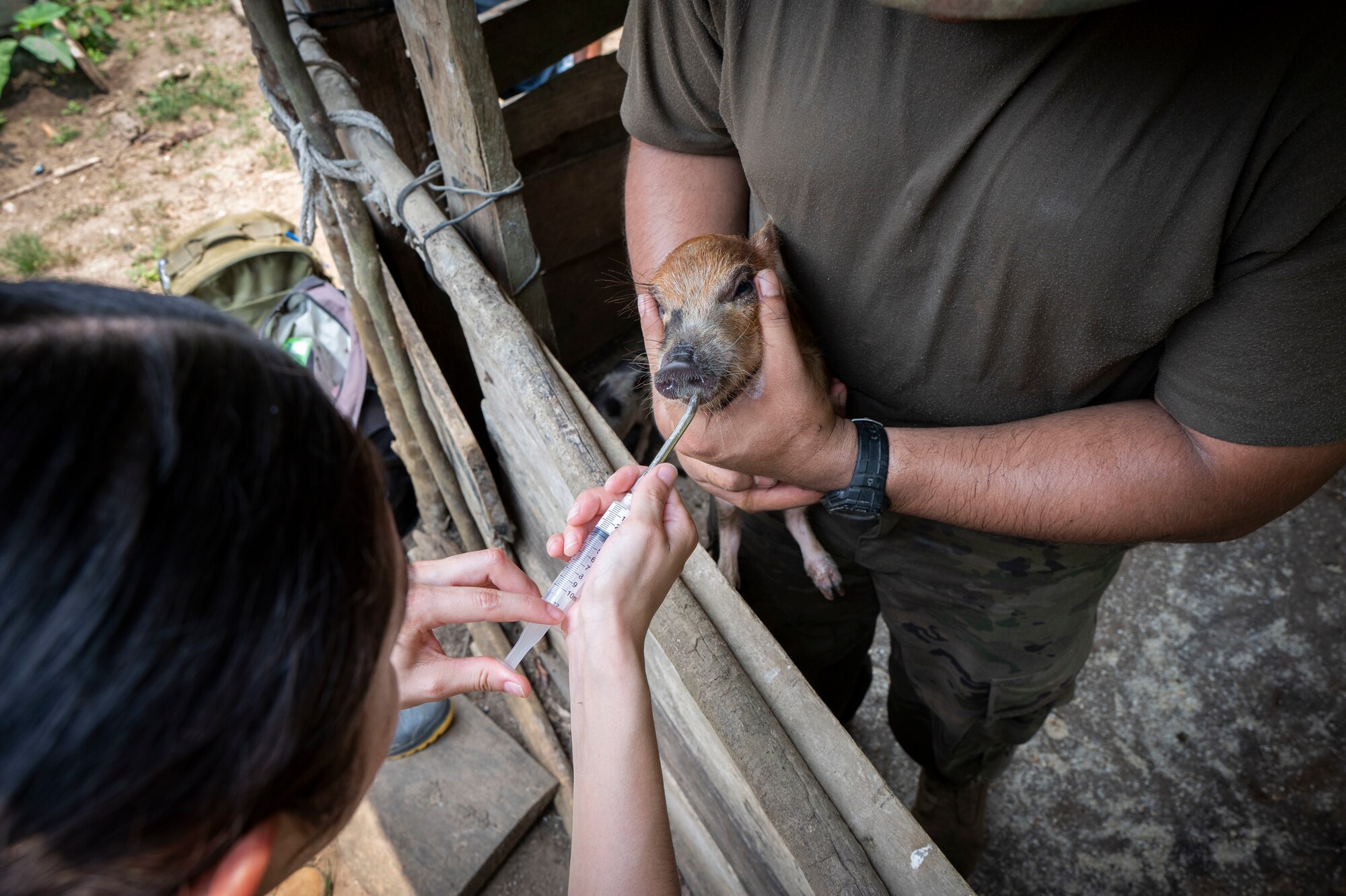 A photo of a person holding a piglet while another person feeds it vitamins through a syringe