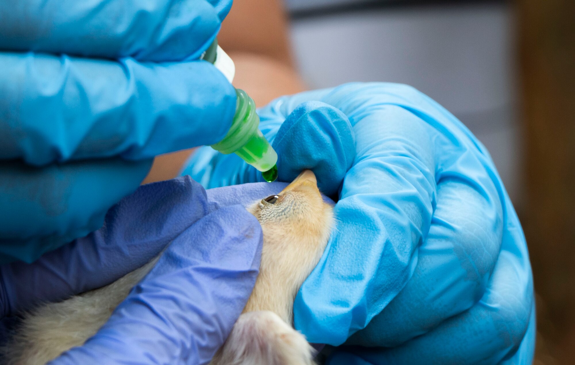 A close up photo of two people holding a chick and one squirting a green vaccination bottle in it's eye.