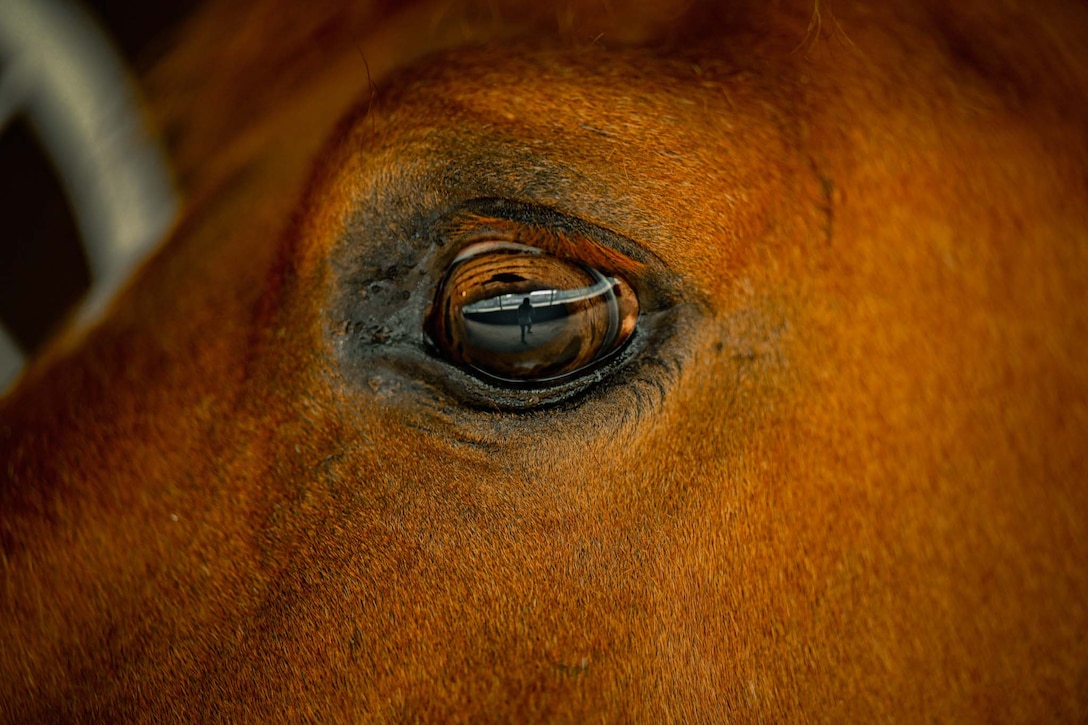 A horse’s eye is framed in a photo.