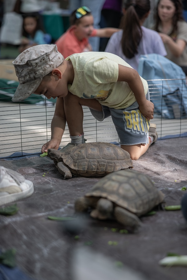 A child feeds Thelma and Louise, The Combat Centers’s tortoise ambassadors, during the Kinder Round-Up event hosted by the Combat Center School Liaison at Marine Corps Air-Ground Combat Center, Twentynine Palms, California, May 15, 2024. The Kinder Round-Up event provides essential information and resources from local elementary schools to families with kindergarten-aged children. (U.S. Marine Corps photo by Cpl. Aidan Jones)