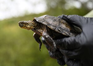 A person performs research on a turtle.