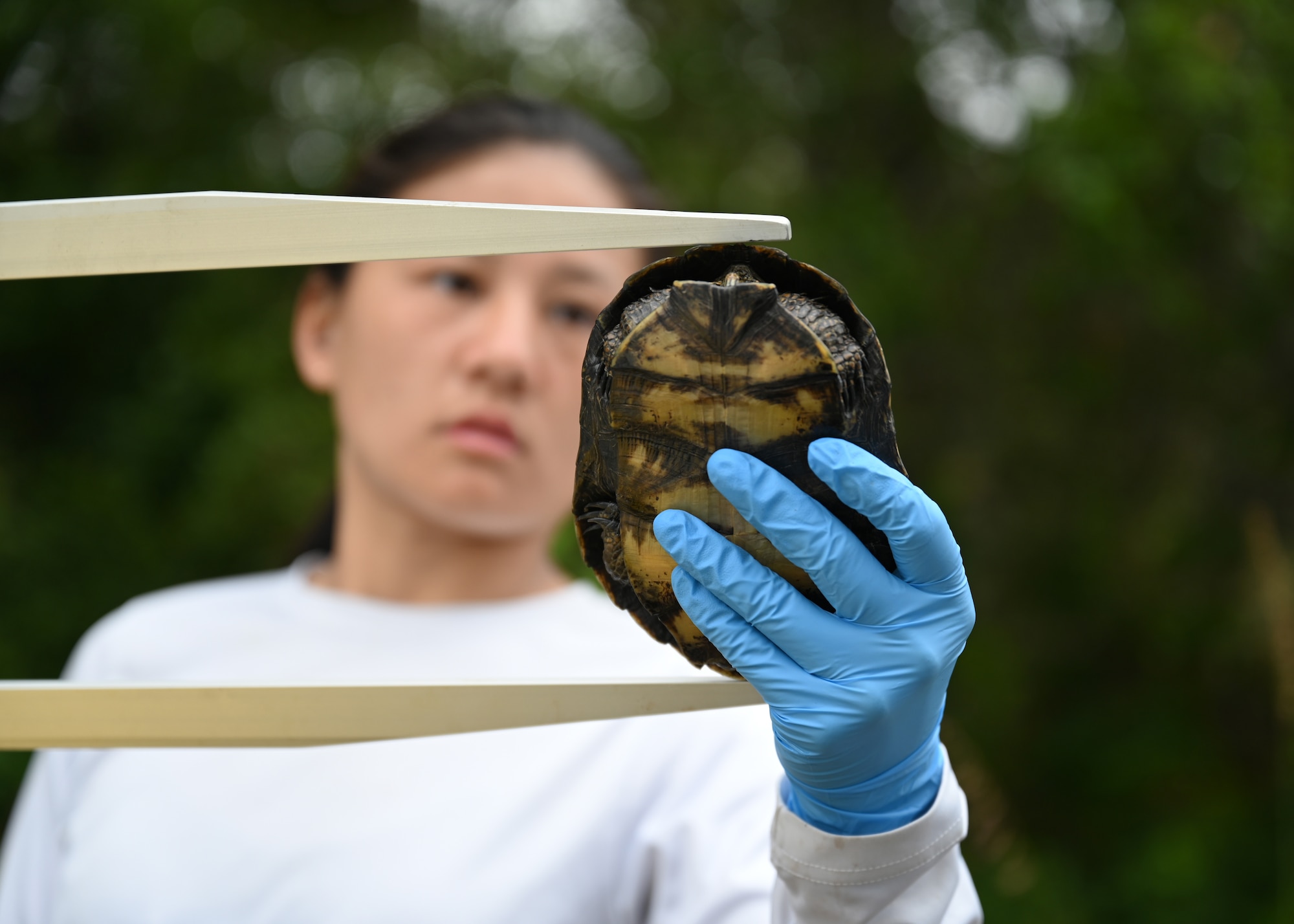 A person performs research on a turtle.