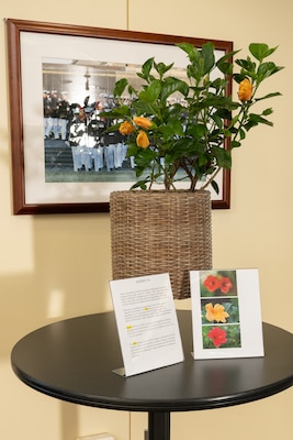 A table with a hibiscus shrub in a woven pot and a description of the plant, with orange flowers about to bloom
