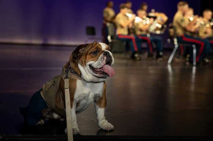 U.S. Marine Corps Pfc. Bruno, the mascot of Marine Corps Recruit Depot San Diego San Diego and the Western Recruiting Region, sits on stage during the 1st Marine Division Band performance at Mira Costa High School, Manhattan Beach, California, during Los Angeles Fleet Week, May 21, 2024. LAFW is an opportunity for the American public to meet their Navy, Marine Corps and Coast Guard teams and experience America’s sea services. During fleet week, service members participate in various community service events, showcase capabilities and equipment to the community, and enjoy the hospitality of Los Angeles and its surrounding areas. (U.S. Marine Corps photo by Sgt. Yvonna Guyette)