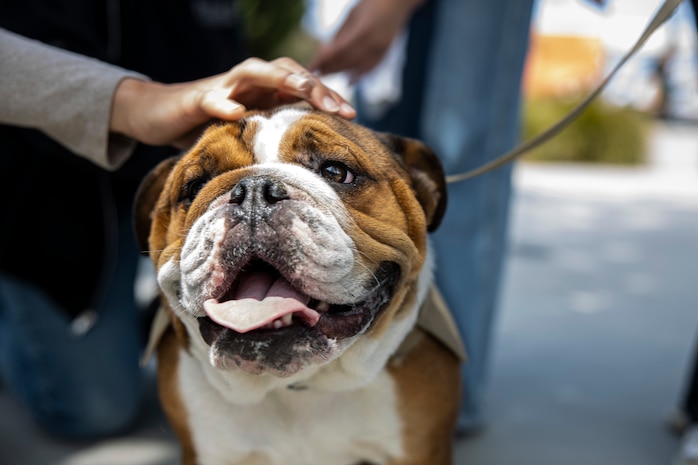 U.S. Marine Corps Pfc. Bruno, the mascot of Marine Corps Recruit Depot San Diego San Diego and the Western Recruiting Region, is pet by students of Mira Costa High School, Manhattan Beach, California, during Los Angeles Fleet Week, May 21, 2024. LAFW is an opportunity for the American public to meet their Navy, Marine Corps and Coast Guard teams and experience America’s sea services. During fleet week, service members participate in various community service events, showcase capabilities and equipment to the community, and enjoy the hospitality of Los Angeles and its surrounding areas. (U.S. Marine Corps photo by Sgt. Yvonna Guyette)