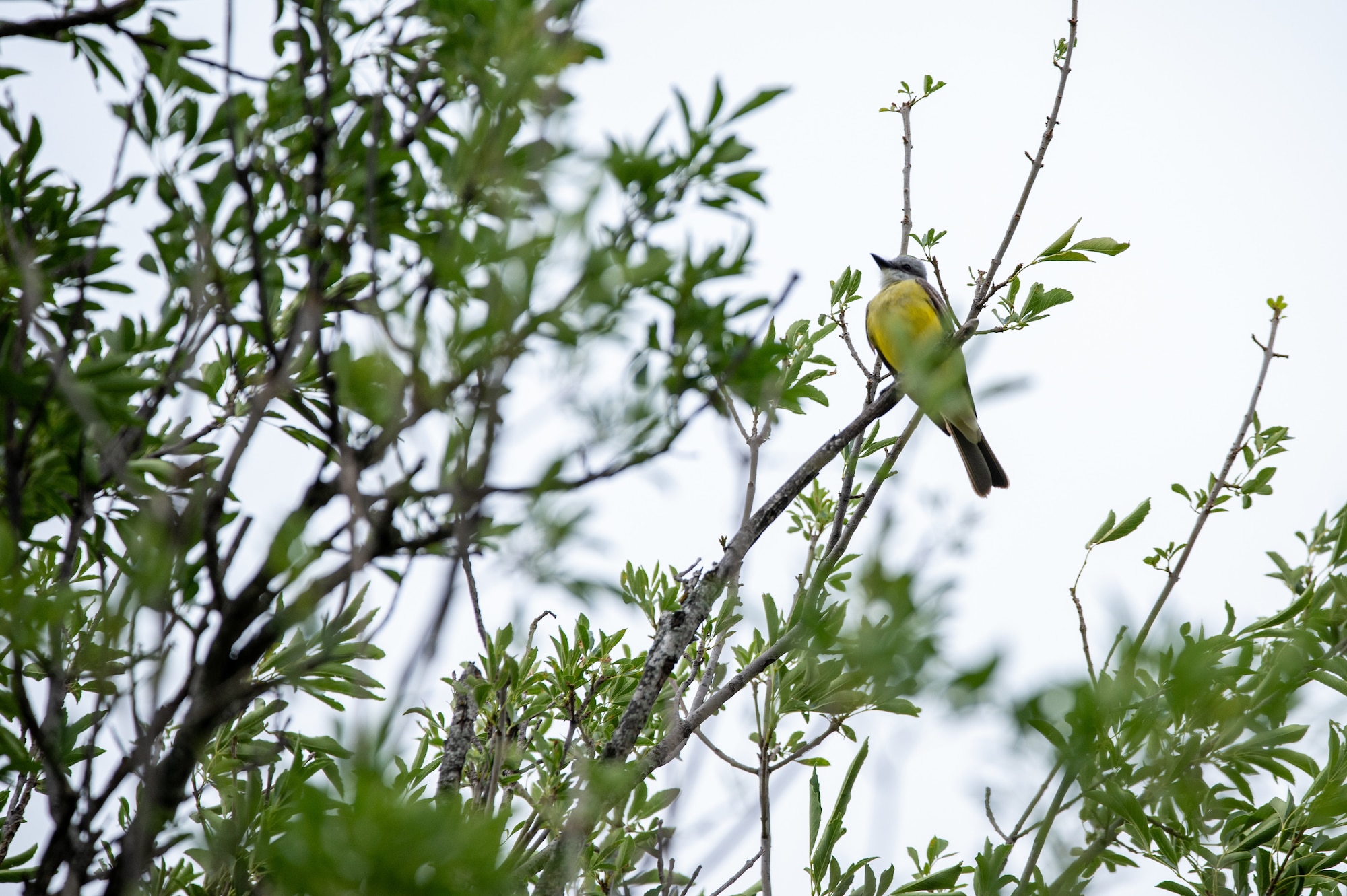 The Birding the Border festival is strategically located at the heart of the Central Flyway and at the intersection of three different ecoregions, offering bird enthusiasts a unique opportunity to observe a diverse array of bird species in southwest Texas. (U.S. Air Force photo by Airman 1st Class Keira Rossman)