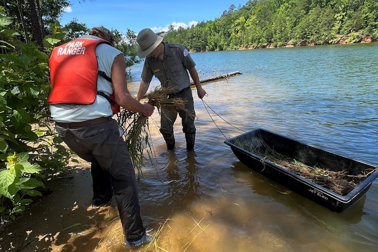 The U.S. Army Corps of Engineers, Savannah District, began its aquatic planting season May 2024 at J. Strom Thurmond Lake to bolster biodiversity and prevent shoreline erosion. District personnel and volunteers planted maidencane (Panicum hemitomon) in creeks and coves on both the Georgia and South Carolina sides of the lake.