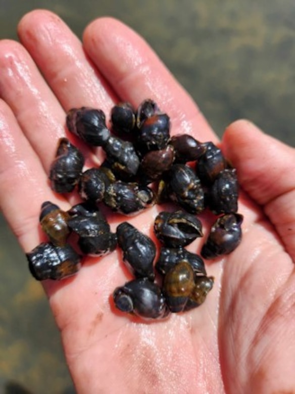 Handful of live Big Black Rocksnails collected during survey conducted by ERDC researchers
