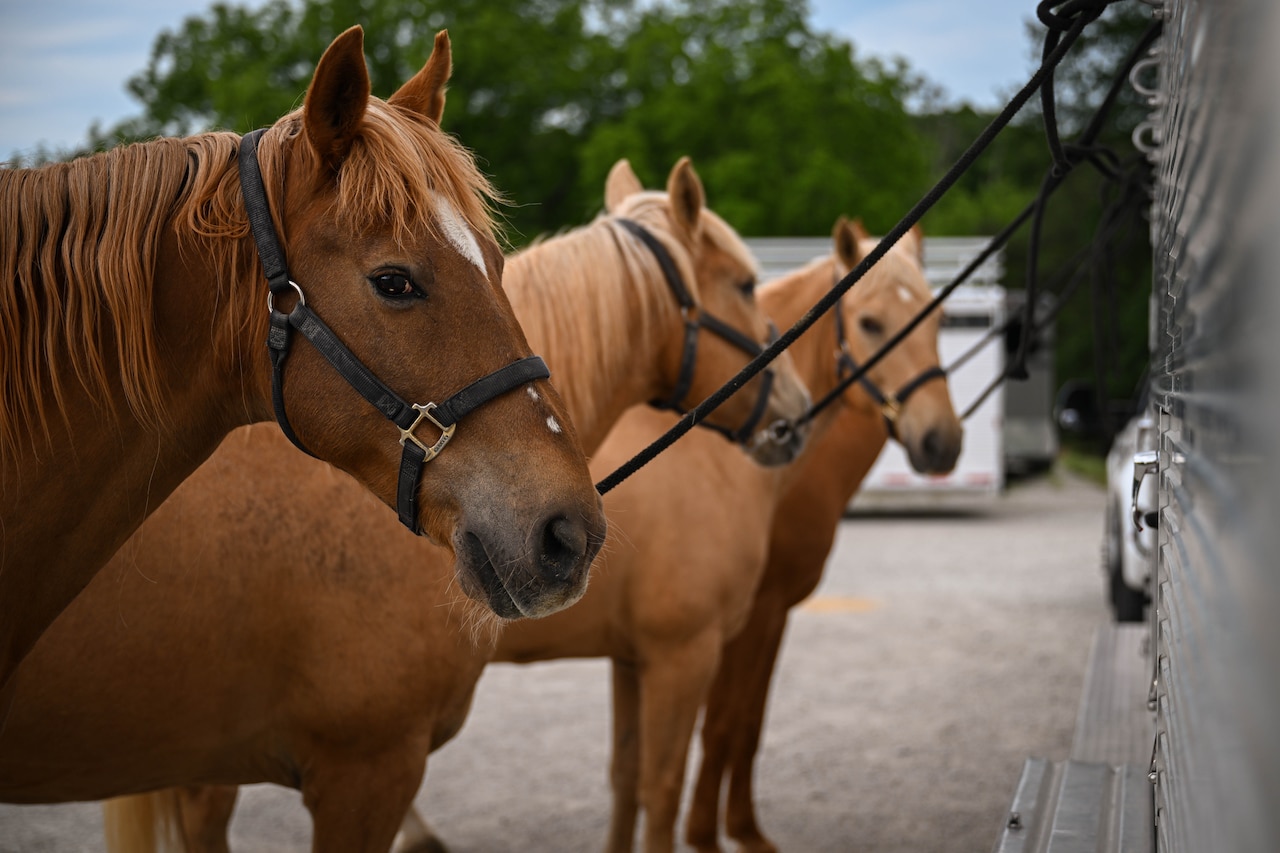 A row of horses wait to board a trailer.