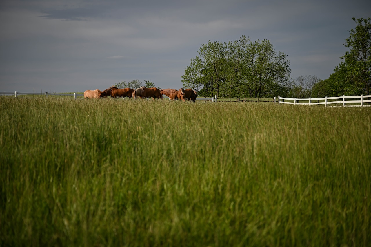 Horses eat grass in a field.