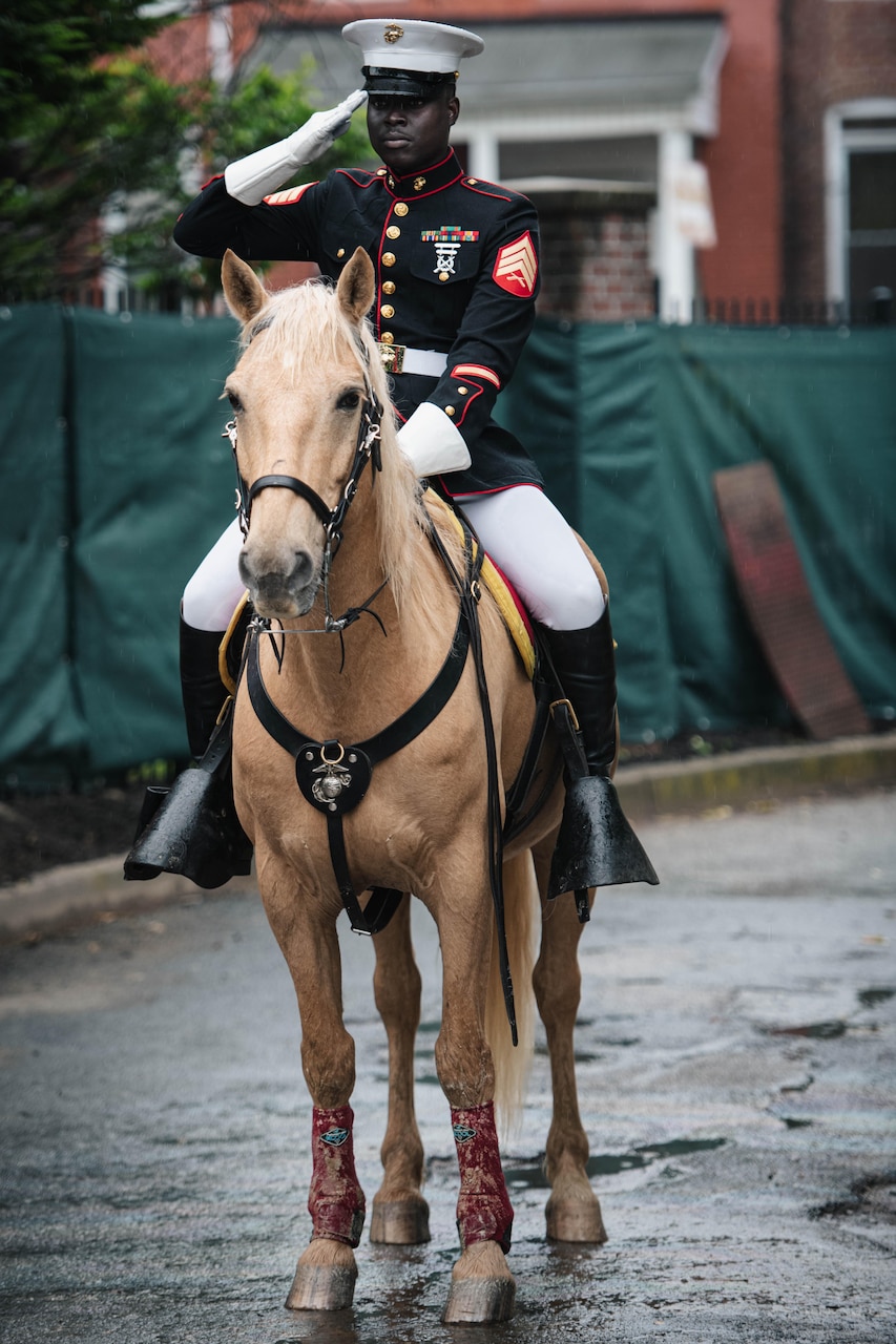 A Marine in ceremonial dress salutes while sitting on a horse.
