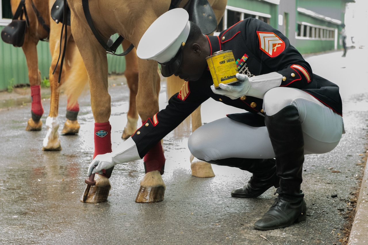 A Marine puts hooves dressing on a horse's hooves.