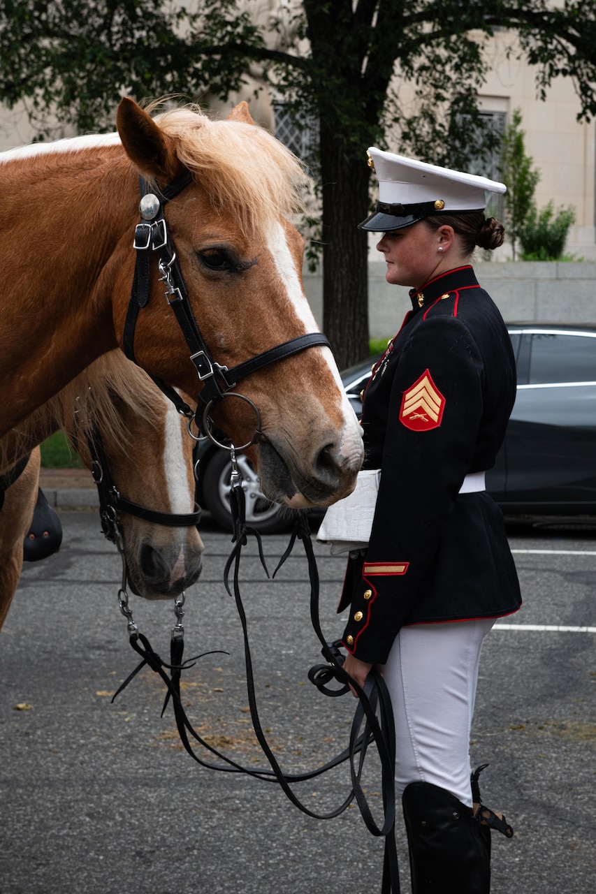 A Marine holds the reins of a horse.