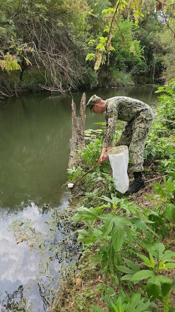 A Navy graduate of the METC Preventive Medicine Technician course participates in the Entomology block of the U.S. Army Medical Center of Excellence Preventive Medicine Operations course by conducting mosquito larvae surveillance at Salado Creek.