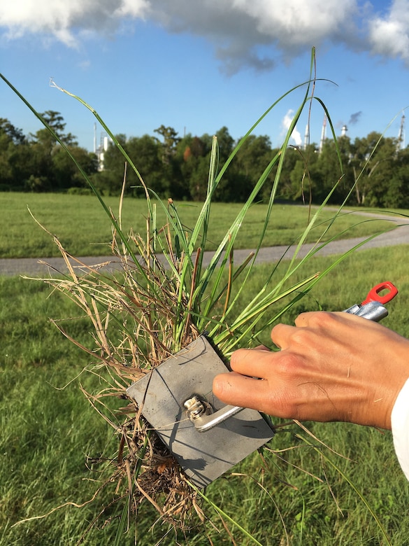 ERDC-CRREL invented a specialized tool that measures vegetation shear strength, or how much force is required to pull the plant out by the roots. A multidisciplinary ERDC team is working to modernize widely used flood models such as StormSim and Hydrologic Engineering Center software by developing a vegetation index that more comprehensively quantifies vegetation stability on coastal levees. The index will incorporate an array of ecological measurements, such as root/shoot ratios, evapotranspiration rates, soil moisture, vegetation shear, root strength, and vegetation age, size and type. Photo by Dr. Simone Whitecloud, ERDC-CRREL.