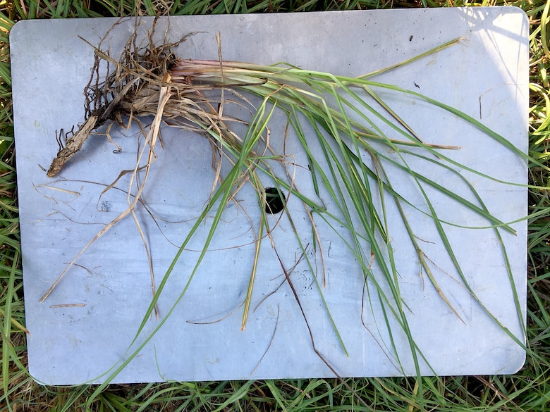 Even age affects the size and strength of plants. A multidisciplinary ERDC team is working to modernize widely used flood models such as StormSim and Hydrologic Engineering Center software by developing a vegetation index that more comprehensively quantifies vegetation stability on coastal levees. The index will incorporate an array of ecological measurements, such as root/shoot ratios, evapotranspiration rates, soil moisture, vegetation shear, root strength, and vegetation age, size and type. Photo by Dr. Simone Whitecloud, ERDC-CRREL.