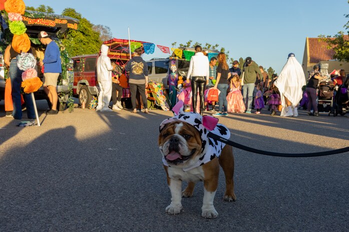 U.S. Marine Corps Lance Cpl. Bruno the Marine Corps Recruit Depot San Diego and the Western Recruiting Region mascot, participates in the Marine Corps Community Services Annual Trunk-or-Treat event at MCRD San Diego, California, Oct. 25, 2024.  The trunk-or-treat event gives the Marines, Sailors, civilians and their families an opportunity to dress up and collect candy in a safe and controlled environment. The mascot’s job is to boost morale, participate in outreach work and attend events and ceremonies. (U.S. Marine Corps photo by Lance Cpl. Jacob B. Hutchinson)