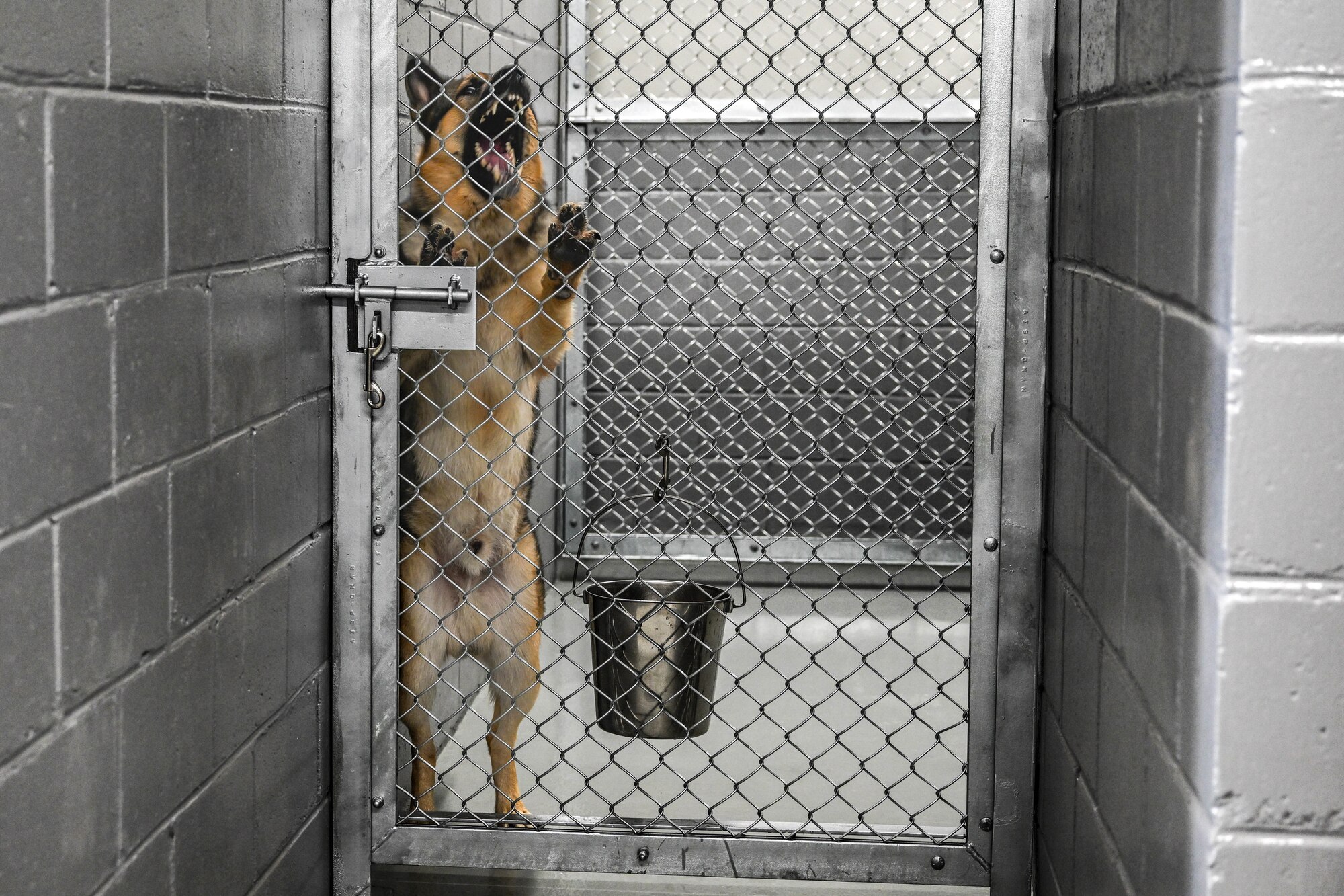 A military working dog jumps alongside a fence door and barks.