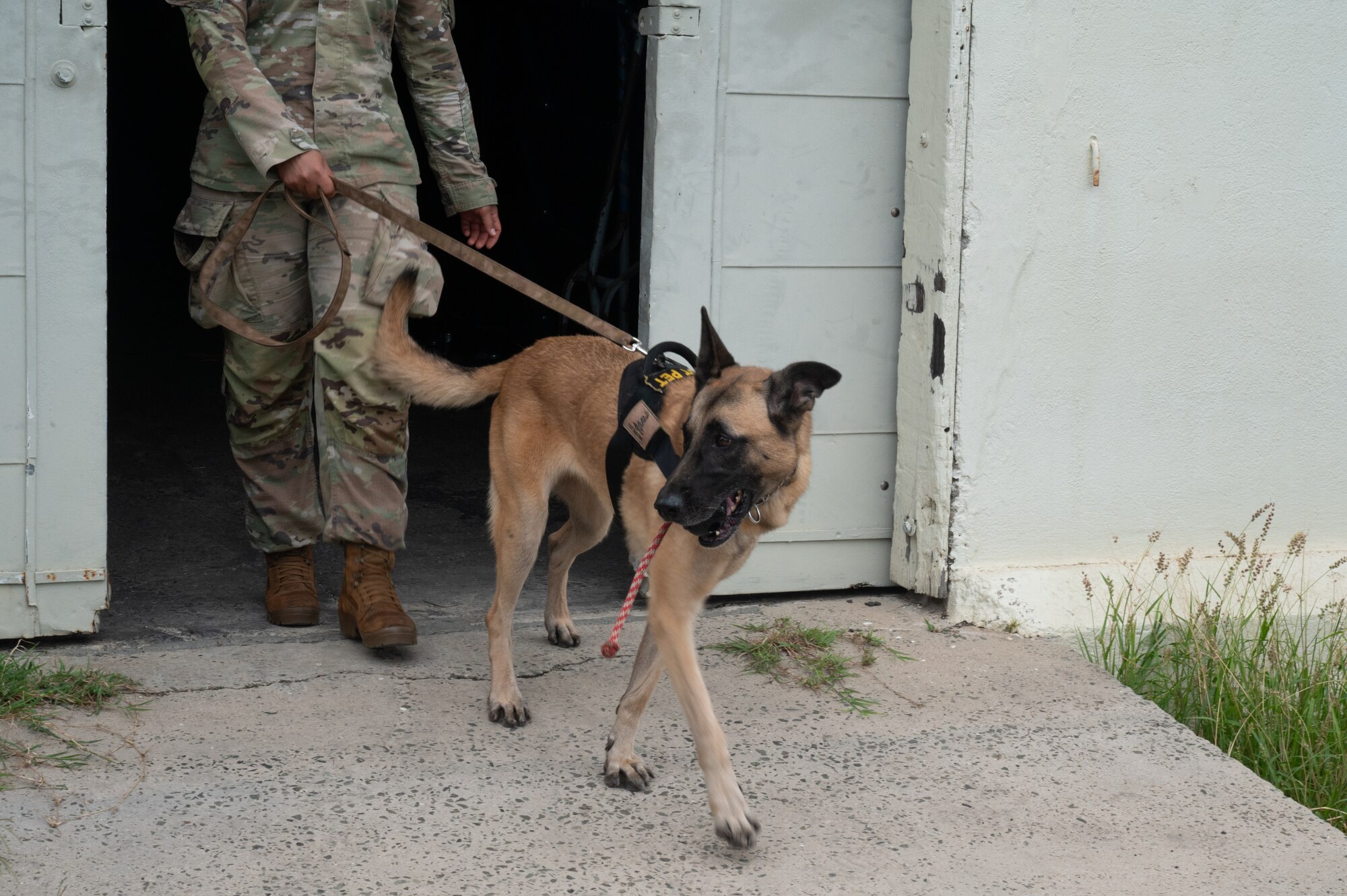 Military working dog and handler walk out of a warrior house.