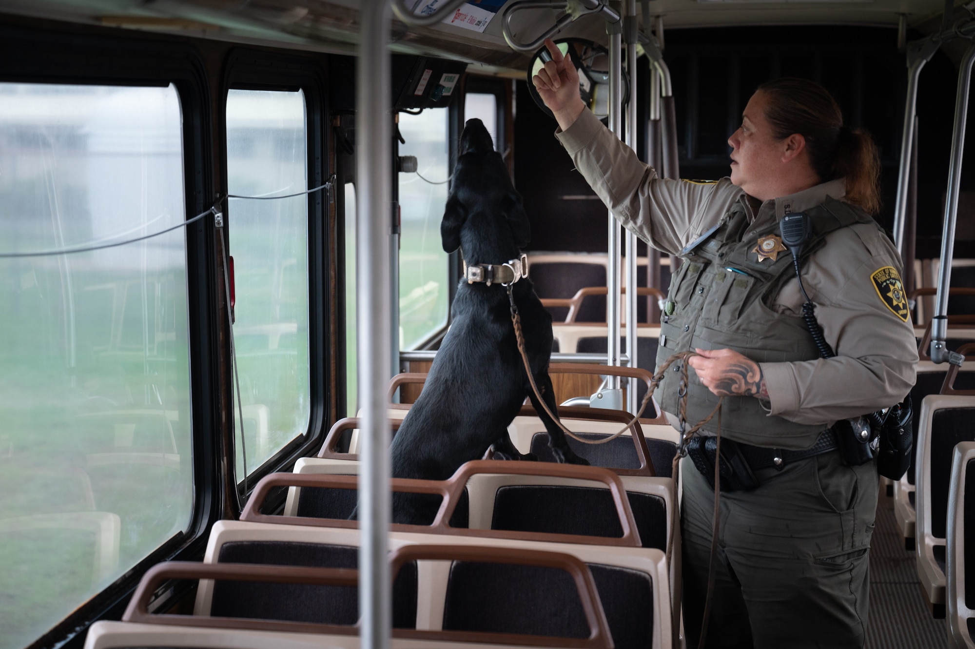 A member of the Daniel K. Inouye International Airport Sheriff's department participates in joint training on Joint Base Pearl Harbor-Hickam, Hawaii, Nov. 7, 2024. Dogs are trained to search in high places during TSA checks because their keen sense of smell allows them to detect explosives, not only at ground level, but also in overhead compartments, luggage racks, and other elevated areas. (U.S. Air Force photo by Senior Airman Mark Sulaica)