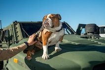 U.S. Marine Corps Lance Cpl. Bruno, the Marine Corps Recruit Depot San Diego and the Western Recruiting Region mascot, poses for a photo at Sunset Hills Elementary School, San Diego, Nov. 7, 2024. Sunset Hills Elementary school held the event to showcase the brave men and women who serve this country and in the local community. (U.S. Marine Corps photo by Cpl. Francisco Angel)