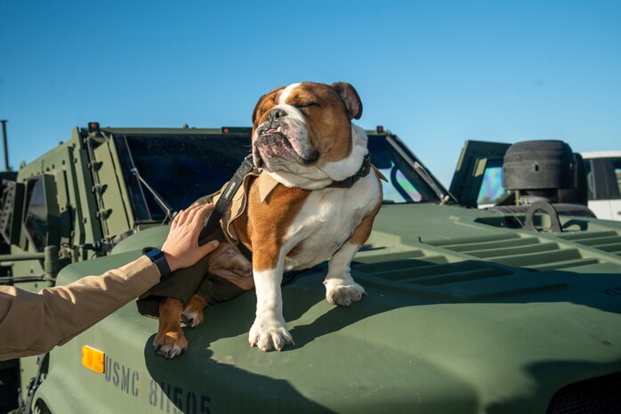 U.S. Marine Corps Lance Cpl. Bruno, the Marine Corps Recruit Depot San Diego and the Western Recruiting Region mascot, poses for a photo at Sunset Hills Elementary School, San Diego, Nov. 7, 2024. Sunset Hills Elementary school held the event to showcase the brave men and women who serve this country and in the local community. (U.S. Marine Corps photo by Cpl. Francisco Angel)
