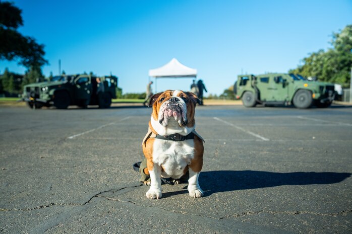 U.S. Marine Corps Lance Cpl. Bruno, the Marine Corps Recruit Depot San Diego and the Western Recruiting Region mascot, poses for a photo during a veteran’s appreciation day event at Sunset Hills Elementary School, San Diego, Nov. 7, 2024. Sunset Hills Elementary school held the event to showcase the brave men and women who serve this country and in the local community. (U.S. Marine Corps photo by Cpl. Francisco Angel)