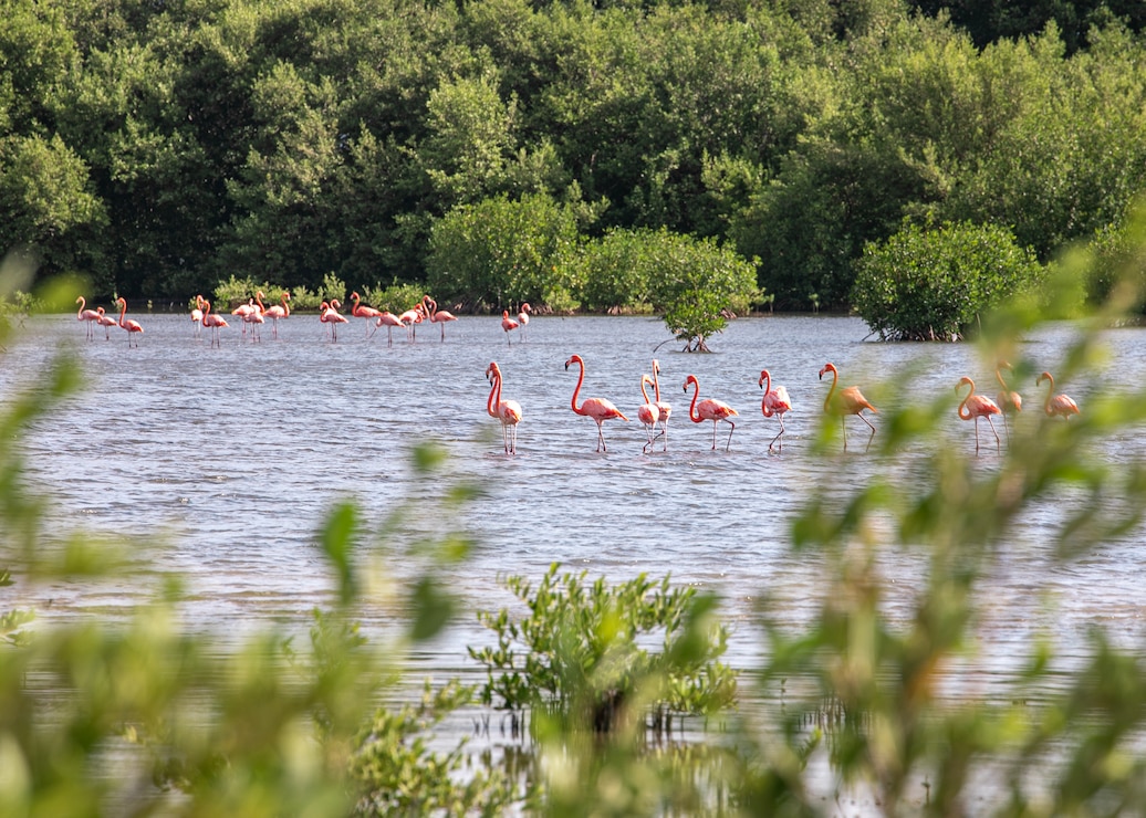 Flock of Flamingos