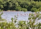 Flock of Flamingos