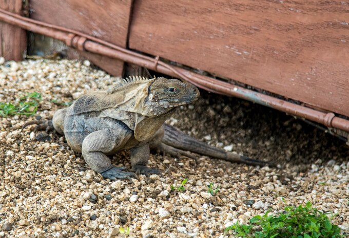 Iguana