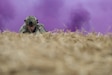 U.S. Army Spc. Todd Musgrove, an infantryman with Detachment 1, Headquarters and Headquarters Company, 1-149th Infantry Regiment, high-crawls to his objective during the 2025 Kentucky Best Warrior Competition held at Wendell H. Ford Regional Training Center in Greenville, Kentucky, Nov. 6, 2024. This competition showcases the adaptiveness, resilience, and lethality of our forces, affirming the readiness of National Guard citizen-Soldiers to meet the nation’s challenges.