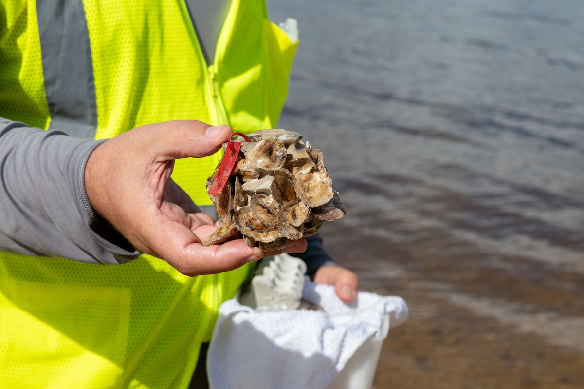 A contractor holds a sample of a living oyster reef at Tyndall Air Force Base.