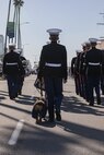 U.S. Marines Corps Cpl. Sarah Grawcock, the mascot handler and photo chief for Marine Corps Recruit Depot San Diego, and Lance Cpl. Bruno, the MCRD San Diego and the Western Recruiting Region mascot, march in the San Diego Veterans Day Parade in San Diego, California, Nov. 11, 2024. The mascot’s job is to boost morale, participate in outreach work and attend events and ceremonies. (U.S. Marine Corps photo by Cpl. Alexandra M. Earl)