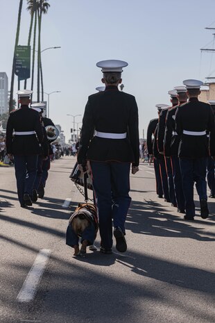 U.S. Marines Corps Cpl. Sarah Grawcock, the mascot handler and photo chief for Marine Corps Recruit Depot San Diego, and Lance Cpl. Bruno, the MCRD San Diego and the Western Recruiting Region mascot, march in the San Diego Veterans Day Parade in San Diego, California, Nov. 11, 2024. The mascot’s job is to boost morale, participate in outreach work and attend events and ceremonies. (U.S. Marine Corps photo by Cpl. Alexandra M. Earl)