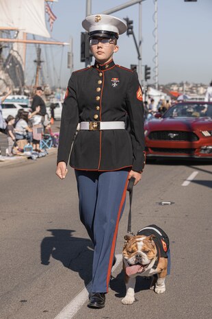 U.S. Marines Corps Cpl. Sarah Grawcock, the mascot handler and photo chief for Marine Corps Recruit Depot San Diego, and Lance Cpl. Bruno, the MCRD San Diego and the Western Recruiting Region mascot, march in the San Diego Veterans Day Parade in San Diego, California, Nov. 11, 2024. The mascot’s job is to boost morale, participate in outreach work and attend events and ceremonies. (U.S. Marine Corps photo by Cpl. Alexandra M. Earl)