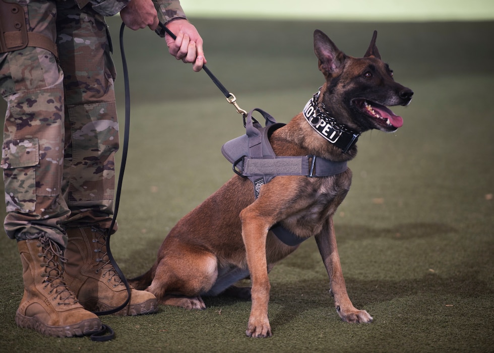 U.S. Air Force military working dog Bboa awaits commands from her handler, Nov. 7, 2024, at Luke Air Force Base, Arizona.