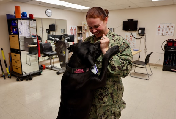 Therapy dog Hela, a two-year-old Cane Corso, visits with service members and patients at Naval Hospital Twentynine Palms, bringing comfort and lifting spirits as part of the hospital’s therapeutic services. Handler Lt. Cmdr. Kat McMurtray, an occupational therapist, says Hela's calm presence helps patients feel at ease, making treatments more manageable for both patients and staff (U.S. Navy photo by Christopher C. Jones, NHTP/NMRTC Twentynine Palms public affairs officer).