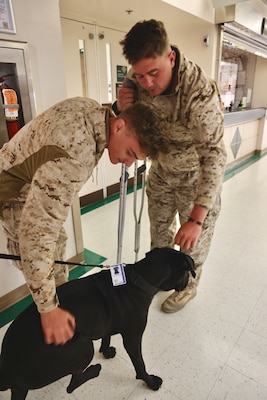 Therapy dog Hela, a two-year-old Cane Corso, visits with service members and patients at Naval Hospital Twentynine Palms, bringing comfort and lifting spirits as part of the hospital’s therapeutic services. Handler Lt. Cmdr. Kat McMurtray, an occupational therapist, says Hela's calm presence helps patients feel at ease, making treatments more manageable for both patients and staff (U.S. Navy photo by Christopher C. Jones, NHTP/NMRTC Twentynine Palms public affairs officer).