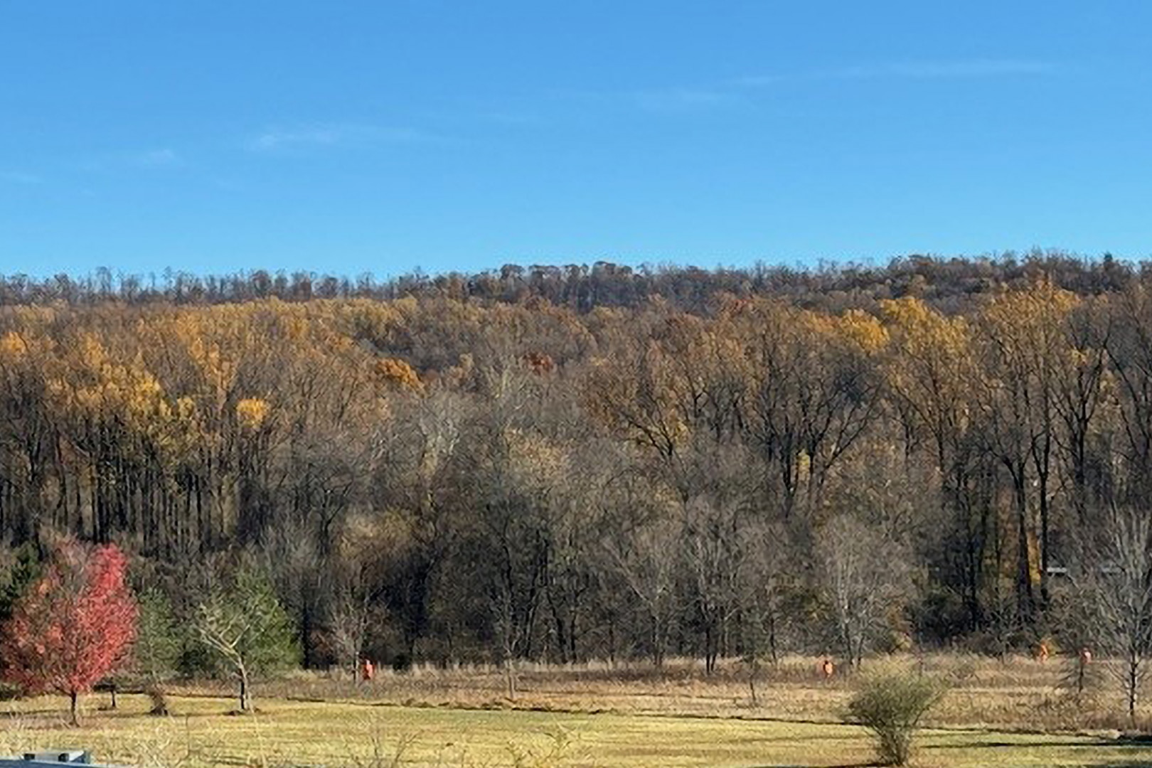 People in orange hunting vests walk across a field in front of broad landscape of colorful autumn trees with a blue sky.