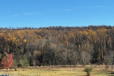 People in orange hunting vests walk across a field in front of broad landscape of colorful autumn trees with a blue sky.