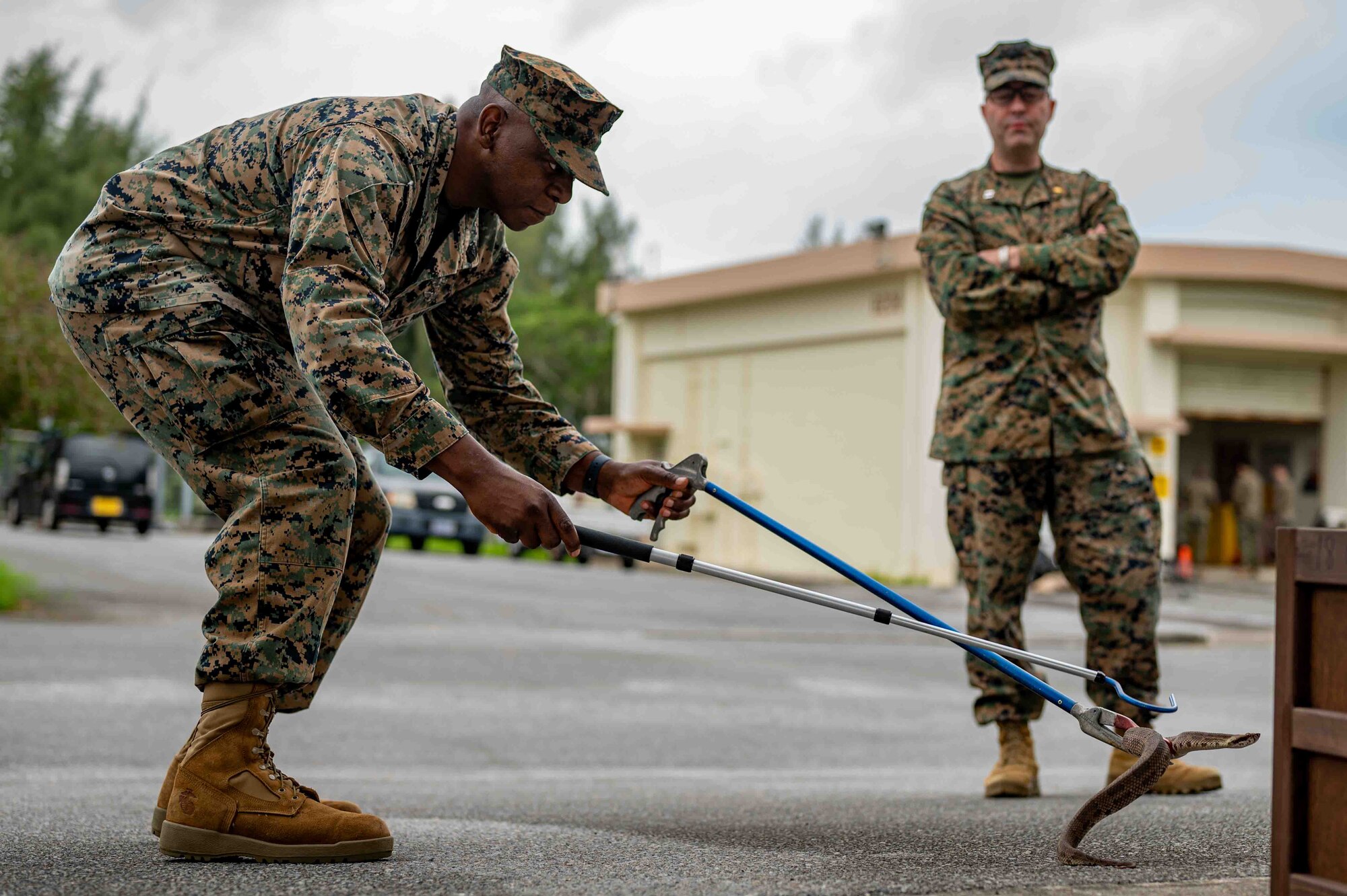U.S. Navy Petty Officer 1st Class Chamu Chimhau 3d Medical Battalion preventative medicine technician, handles a Hime Habu during a subject matter expert exchange at Kadena Air Base, Japan, Nov. 20, 2024.