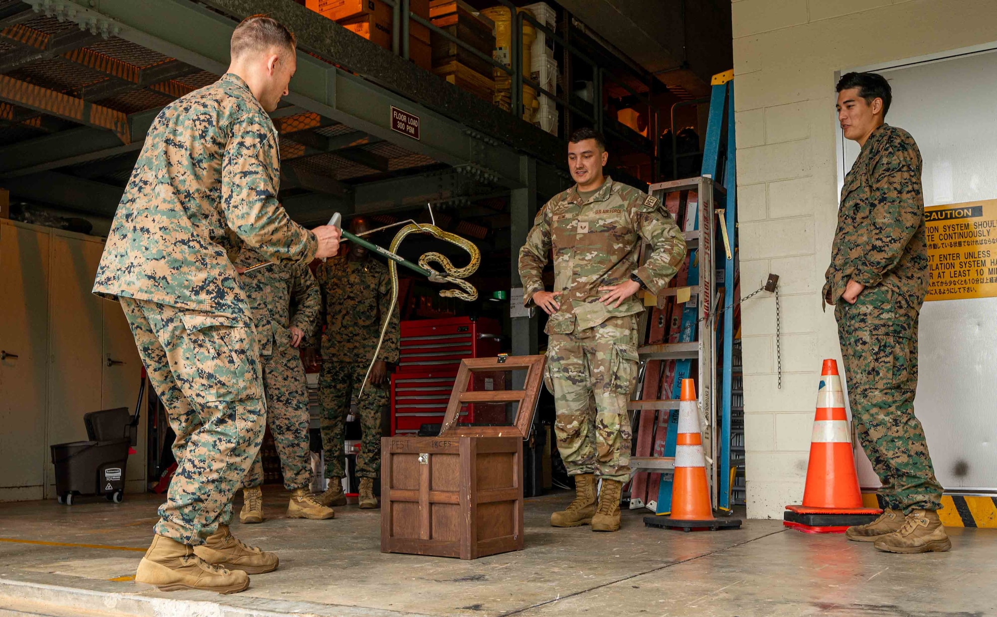 U.S. Navy Lt. Riley Tedrow, left, 3d Medical Battalion preventative medicine technician, lowers a Taiwanese Beauty into a box during a subject matter expert exchange at Kadena Air Base, Japan, Nov. 20, 2024.