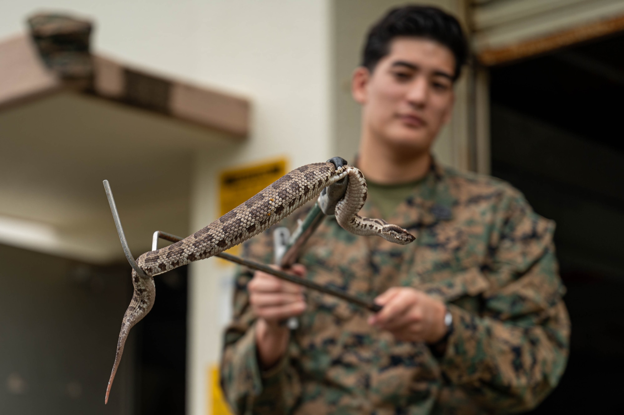 U.S. Navy Seaman Zavier Jae Wallace, 3d Medical Battalion preventative medicine technician, handles a Hime Habu during a subject matter expert exchange at Kadena Air Base, Japan, Nov. 20, 2024.